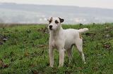 PARSON RUSSEL TERRIER 231